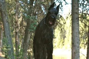 Black dog standing among trees