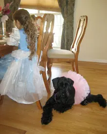 Black dog wearing pink tutu