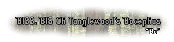 Tanglewood's Bocephus "Bo" title text