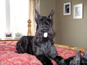 Dog resting on red patterned bedspread