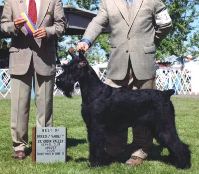 Giant Schnauzer wins dog show award