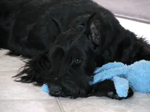 Schnauzer lying on the floor