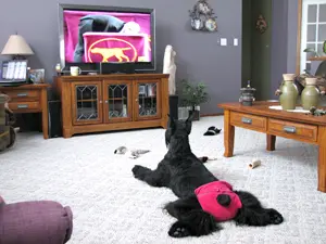 Dog wearing pink shorts on carpet