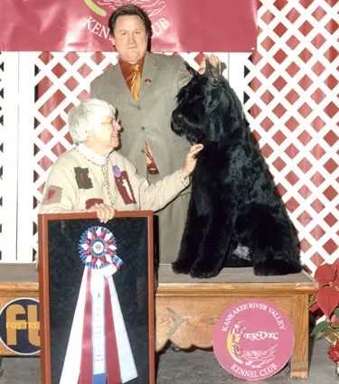 Giant Schnauzer winning at kennel club