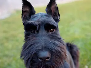 Schnauzer with bushy eyebrows outdoors