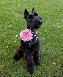 Schnauzer sitting on green grass