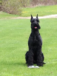 Black dog on a sunny day