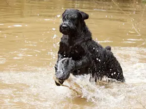 Wet dog playing in a pond