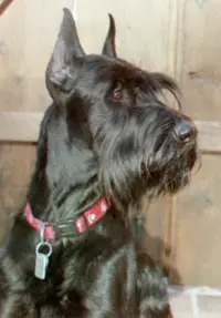 Black dog with pointed ears