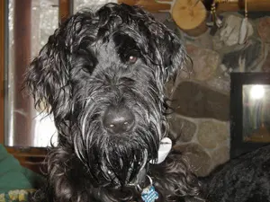 Fluffy black dog looking ahead