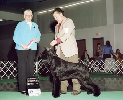 Award ceremony for winning Giant Schnauzer