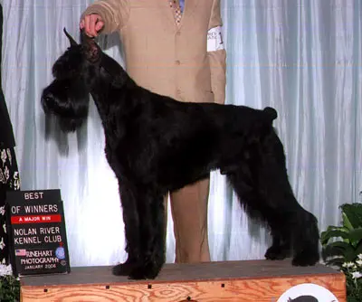 Dog show winner with handler