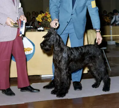 Dog at a dog show competition
