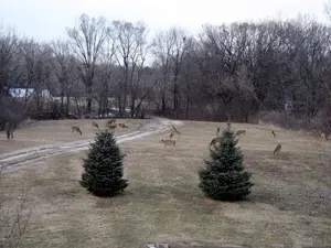 Deer grazing in a field with trees