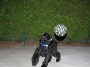 Energetic dog chasing a ball.