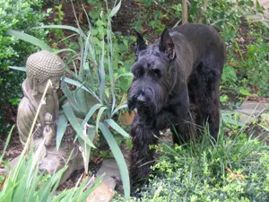 Schnauzer near garden statue