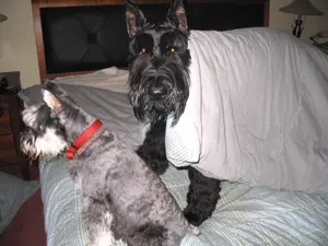 Two dogs on a bed playing