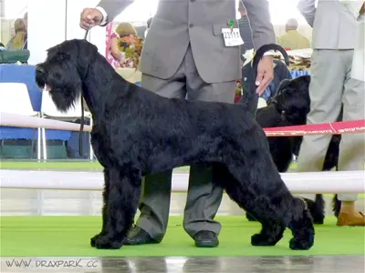 Giant Schnauzer at dog show