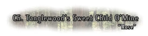 Decorative text over forest image