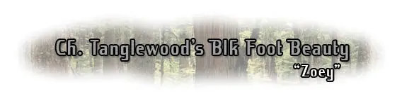 Ch. Tanglewood's Blk Foot Beauty title