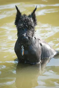 Scottish Terrier in a pond