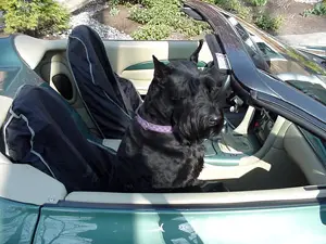 Black dog in car seat