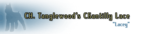 Lacey cat graphic with blue silhouette