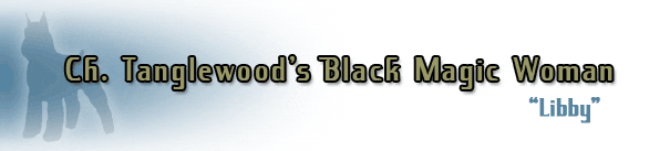 Ch. Tanglewood's Black Magic Woman text