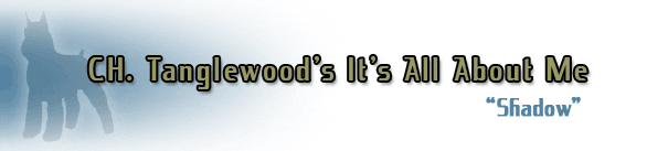 Cat-themed title banner design