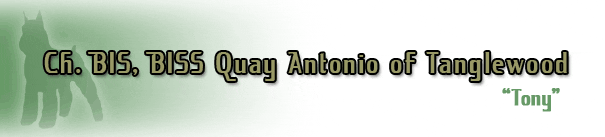 Champion dog named Tony, award-winning title